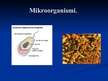 Презентация 'Mikroorganismu izmantošana biotehnoloģijā', 3.