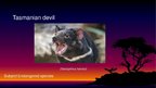 Презентация 'Endangered Species. Tasmanian Devil', 1.