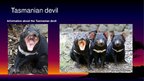 Презентация 'Endangered Species. Tasmanian Devil', 2.