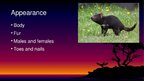 Презентация 'Endangered Species. Tasmanian Devil', 3.