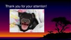 Презентация 'Endangered Species. Tasmanian Devil', 6.