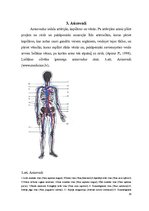 Реферат 'Sirds un asinsrites orgānu sistēma', 14.
