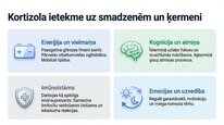 Презентация 'Kortizola loma organismā un stresa reakcijā', 6.