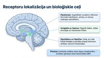 Презентация 'Kortizola loma organismā un stresa reakcijā', 7.