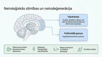 Презентация 'Kortizola loma organismā un stresa reakcijā', 16.