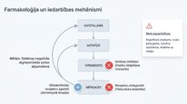Презентация 'Kortizola loma organismā un stresa reakcijā', 17.