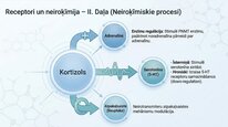 Презентация 'Kortizola loma organismā un stresa reakcijā', 19.