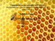 Бизнес план 'Uzņēmums SIA "Stelpes medus bite"', 21.