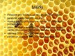 Бизнес план 'Uzņēmums SIA "Stelpes medus bite"', 22.