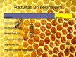 Бизнес план 'Uzņēmums SIA "Stelpes medus bite"', 30.