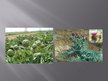 Презентация 'Lauka dārzeņu šķirņu izvēle bioloģiskajā lauksaimniecībā un artišoka audzēšana', 29.