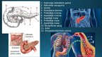 Презентация 'Endokrīnā sistēma', 25.