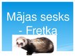 Презентация 'Mājas sesks - fretka', 1.