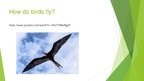 Презентация 'Birds', 11.