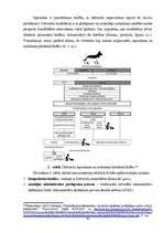 Дипломная 'Cietsirdīga izturēšanās pret dzīvniekiem un dzīvnieku turēšanas noteikumu pārkāp', 46.