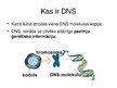 Презентация 'Prezentācija par bioloģijas atklājumu - DNS', 5.