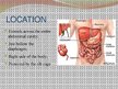 Презентация 'Liver - Anatomy and Functions', 2.
