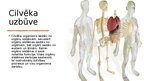 Презентация 'Cilvēka uzbūve', 2.