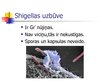 Презентация 'Shigella - dizentērijas baktērija', 4.