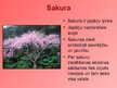Презентация 'Japāna', 11.