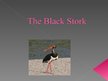 Презентация 'Lynx. Black Stork', 6.