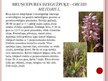 Презентация 'Desmit aizsargājamie augi un dzīvnieki Latvijā', 10.