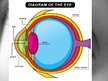 Презентация 'Anatomy of Eye', 2.
