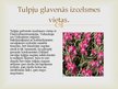 Презентация 'Tulpju selekcija', 4.