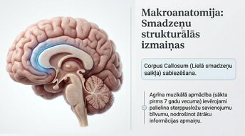 Презентация 'Kā muzikālā apmācība ietekmē kognitīvo attīstību', 3.