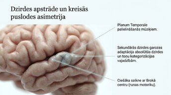 Презентация 'Kā muzikālā apmācība ietekmē kognitīvo attīstību', 5.