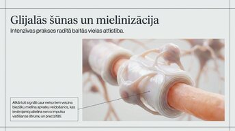 Презентация 'Kā muzikālā apmācība ietekmē kognitīvo attīstību', 8.