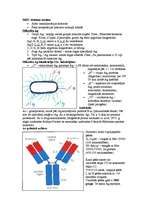 Конспект 'Mikrobioloģija - antigēns un antiviela', 6.