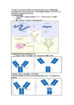 Конспект 'Mikrobioloģija - antigēns un antiviela', 7.