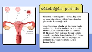 Презентация 'Cilvēka embrionālā attistība', 3.