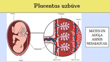 Презентация 'Cilvēka embrionālā attistība', 6.
