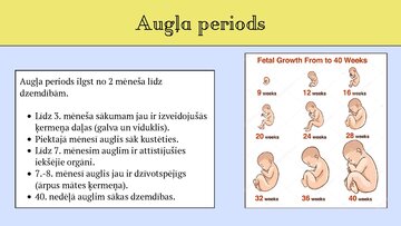Презентация 'Cilvēka embrionālā attistība', 7.
