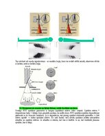 Образец документа 'Eksāmena atbildes Medicīniskās attēlošanas fizikālie pamati', 23.