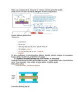 Образец документа 'Eksāmena atbildes Medicīniskās attēlošanas fizikālie pamati', 56.