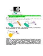 Образец документа 'Medicīniskās attēlošanas fizikālie pamati', 89.