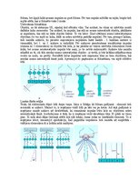 Образец документа 'Medicīniskās attēlošanas fizikālie pamati', 130.