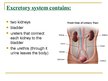 Презентация 'Excretory System', 2.