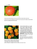 Реферат 'Latvijas ogas', 9.