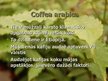 Презентация 'Lignosilīcija iedarbība uz kafijas koka augšanu', 4.
