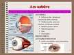 Презентация 'Cilvēka redze un tās slimības', 2.