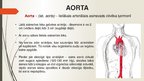 Презентация 'Aorta', 3.