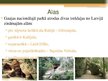 Презентация 'Gaujas Nacionālais parks', 6.