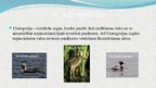 Презентация 'Latvijas aizsargājamie putni', 5.
