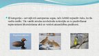 Презентация 'Latvijas aizsargājamie putni', 7.