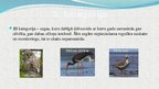 Презентация 'Latvijas aizsargājamie putni', 9.