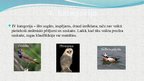 Презентация 'Latvijas aizsargājamie putni', 11.